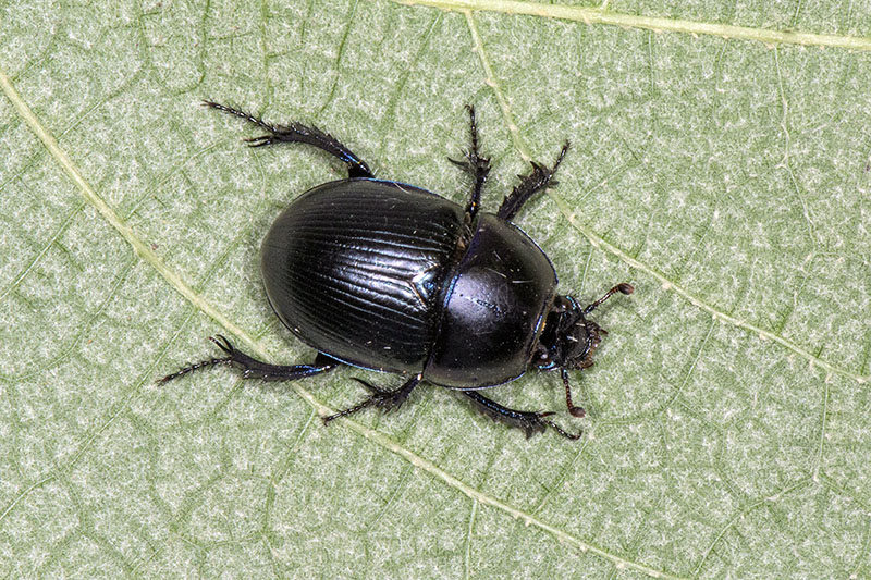 Geotrupidae: Geotrupes sp.